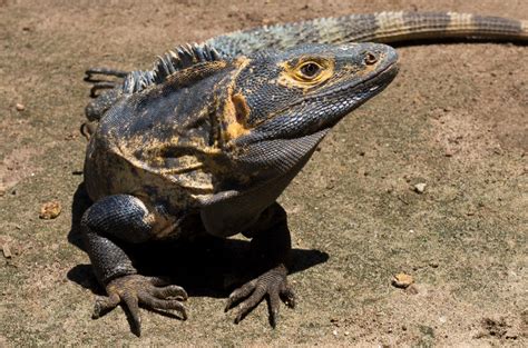 Seeing lots of posts of iguanas, and have always .